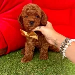 Toy Poodle Oyuncak Boy Ve Surat Ust Kalite
