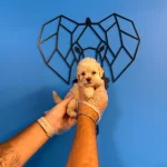 Gerçek Tea Cup Maltipoo Bebeklerimiz