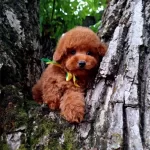 Toy Poodle Safkan Belgeli Yavrularımız