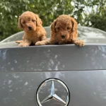 Gercek Toy Poodle Yavrularımız