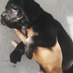 Evrakları Hazır Sosyal Karakterli Cane Corso