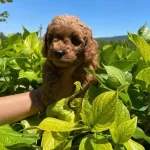 Orjinal Toy Poodle Bebeklerimiz
