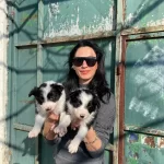 Border Colie Yavrularım Saglık Ve Irk Garantilidir