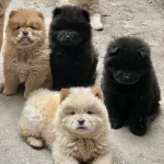 Mor Dil Koca Kafa Cin Aslanları