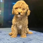 Apricot Toy Poodle Yavrular