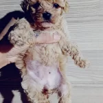Toy Poodle Bebeklerimiz