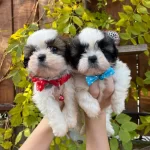 Mukemmel Kan Hattı Malefiz Bebekleri