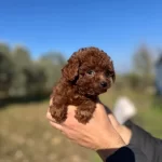 Mini Kore Yavrularımız