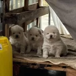 Pamuk Gibi Chow Chow