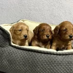 Maltipo Bebeklerimiz