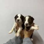Border Colie Yavrularımız