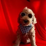 Sevimli Poodle Yavrularımız