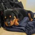 Koca Kafa Rotweiler Yavrular