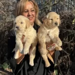 Efsane Bebek Yuzlu Golden Retriever Yavrularımız