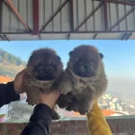 Ust Kalite Chow Chow Yavruları