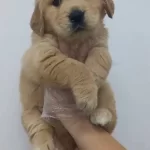 Golden Retriever Babyface