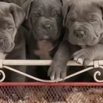 Ust Kalite Cane Corsa Yavrular