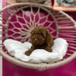 A Kalite Irk Ve Saglık Testi Garantili Poodle Yavrularımız