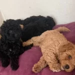 Toypoodle Bizimde Bir Poodlemiz Olsun Diyenler