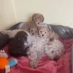 Mini Boy Poodle Ev Ici Bakılabilecek Tek Irktır