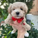 Mini Boy Kore Maltipo Bebekler