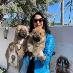 Chow Chow Yavrularım Sağlık Ve Irk Garantilidir