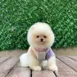 Teddy Bear Yavrularımız Sizi Bekliyor