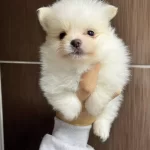 Tea Cup Pomeranian Boo Yavrularımiz