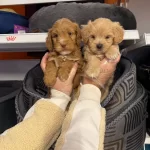 Bebek Yuz Maltipoo Yavrularımız