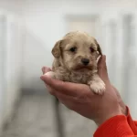 Maltipoo Bebeklerimiz