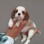 Cavalier King Charles Bebekler
