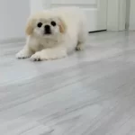 Harika Pekinez Yavrularımız