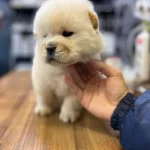 Cin Aslanı Bebekler