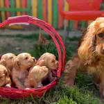 Harika Cocker Bebekler