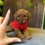 Tea Cup Toy Poodle Yavrumuz