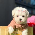 Tatlı Maltese Terrier Cocukları