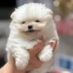 Ayı Surat Pomeranian Boo Bebekler