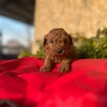 Petibor Tadında Toy Poodle Bebeklerim