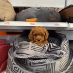 Red Browne Toy Poodle Yavrularımız