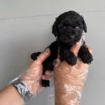Siyah Inci Toy Poodle Yavrularımız