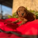 Pelus Oyuncak Ile Karıstırılan Bebeklerim