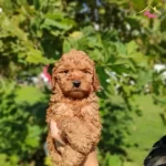 Show Kalite Toy Poodle Bebeklerim