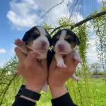 Threecolor Beagle Bebekler