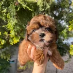 Shihpoo Erkek Bebek Yavrumuz