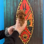 Kore Red Browne Toy Poodle Yavrularımız