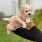 Safkan Irk Garantili Maltipoo Yavrular