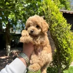 Ruhsatlı Isletmeden Akıl Kupu Mini Maltipoo