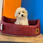 Ruhsatlı Ciftlikten Gerçek Maltipoo Yavruları