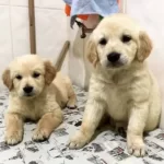 Safkan Kut Burun Baby Face Golden Retriever
