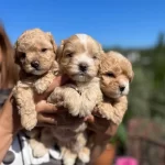 Cicek Maltipo Bebekler Ped Eğitimli